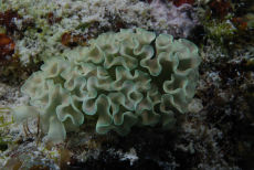 Lettuce Sea Slug  <i>Tridachia crispata</i>