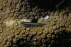 Cleaning Goby  <i>Gobiosoma genie</i>