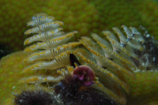 Christmas Tree Worm  <i>Spirobranchus giganteus</i>
