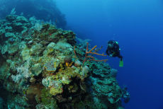 Row Pore Rope Sponge  <i>Aplysina cauliformis</i>