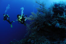 Sea Plume  <i>Pseudopterogordia spp.</i>