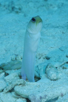 Yellowhead Jawfish  <i>Opistognathus aurifrons</i>