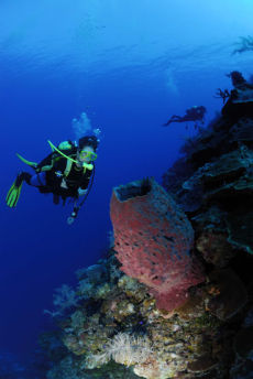 Giant Barrel Sponge  <i>Xestospongia muta</i>