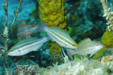 Juvenile Parrotfish  <i>Scaridae</i>