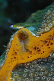 Peppermint Goby  <i>Coryphopterus lipernes</i>