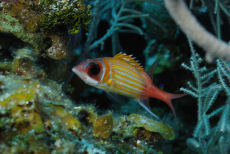 Longjaw Squirrelfish  <i>Holocentrus marianus</i>