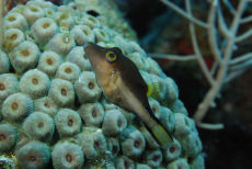 Sharpnose Puffer  <i>Canthigaster rostrata</i>