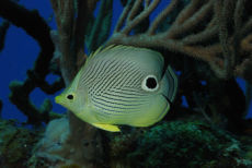 Foureye Butterflyfish  <i>Chaetodon capistratus</i>