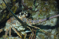 Caribbean Spiny Lobster  <i>Panulirus argus</>