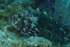 Goliath Grouper  <i>Epinephelus itajara</i>