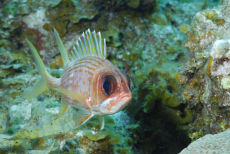 Longjaw Squirrelfish  <i>Holocentrus adscensionis</i>