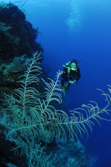 Sea Plume,  <i>Pseudopterogorgia spp.</i>