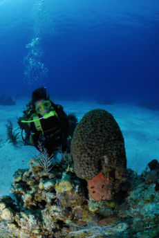 Great Star Coral head  <i>Montastraea cavernosa</i>