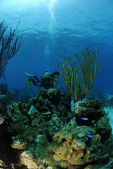 Sea Plume  <i>Pseudopterogorgia spp.</i>