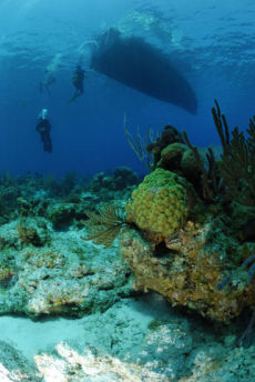 Fore-reef below dive boat, Maria La Gorda