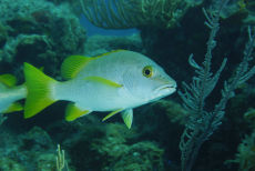 Dog Snapper  <i>Lutjanus jocu</i>