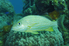 Bluestriped Grunt  <i>Haemulon sciurus</i>