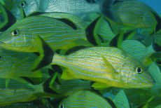 Bluestriped Grunts  <i>Haemulon sciurus</i>