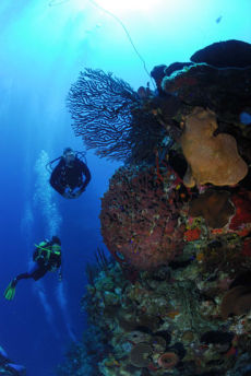 Deep Water Sea Fan  <i>Iciligorgia schrammi</i>