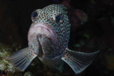 Red Hind Grouper <i>Epinephelus guttatus</i>