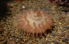 Beadlet anemone  <i>Actinia equina</i>