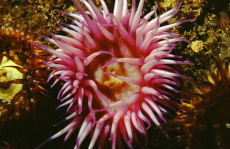 Anemone  <i>Sagartia elegans</i>