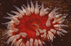 Anemone  <i>Bolocera tuediae</i>