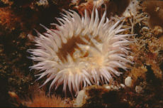 Anemone  <i>Sagartia elegans</i>