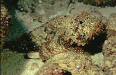 Plumed Scorpionfish  <i>Scorpaena grandicornis</i>