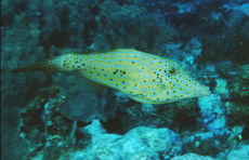 Scrawled Filefish  <i>Alutera scripta</i>
