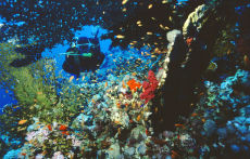 Hard and Soft Corals at Sharb Maksour