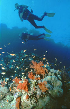 Divers over Shark Reef, Northern Egyptian Red Sea