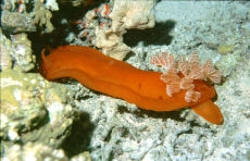 Spanish Dancer  <i>Hexabranchus sanguineus</i>