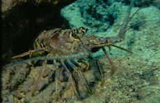 Caribbean Spiny Lobster  <i>Panulirus argus</i>