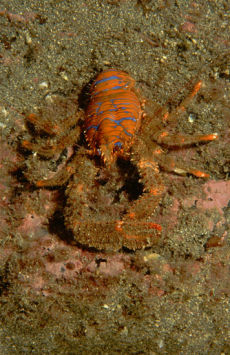 Spiny Squat-lobster  <i>Galathea strigosa</i>