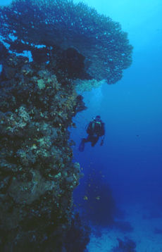 Table Coral at St John's Wood