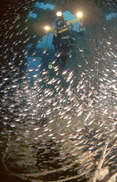 Sweepers on the bridge of the Rosalie Muller