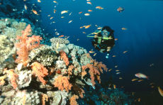 Corals on Thomas Reef