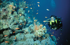Diver on Thomas Reef
