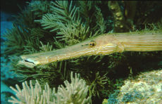 Trumpetfish  <i>Aulostomus maculatus</i>