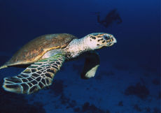 Green Sea Turtle  <i>Chelonia mydas</i>