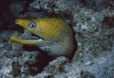 Undulate Moray  <i>Gymnothorax undulatus</i>