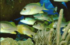 White Grunt  <i>Haemulon plumieri</i>