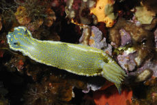 Elegant Sea Slug  <i>Hypselodoris elegans</i>