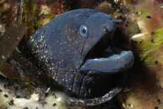 Moray Eel  <i>Muraena helena</i>