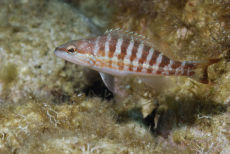 Comber  <i>Serranus cabrilla</i>