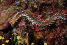 Bearded Fire worm  <i>Hermodice carunculata</i>