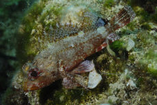 Small Rockfish  <i>Scorpaena notata</i>