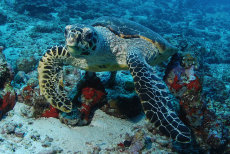 Green sea turtle  <i>Chelonia mydas</i>