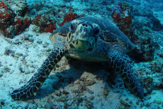 Green sea turtle  <i>Chelonia mydas</i>